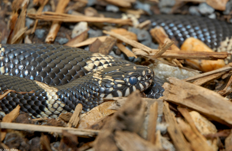 Eastern Kingsnake (Lampropeltis getula getula); DISPLAY FULL IMAGE.