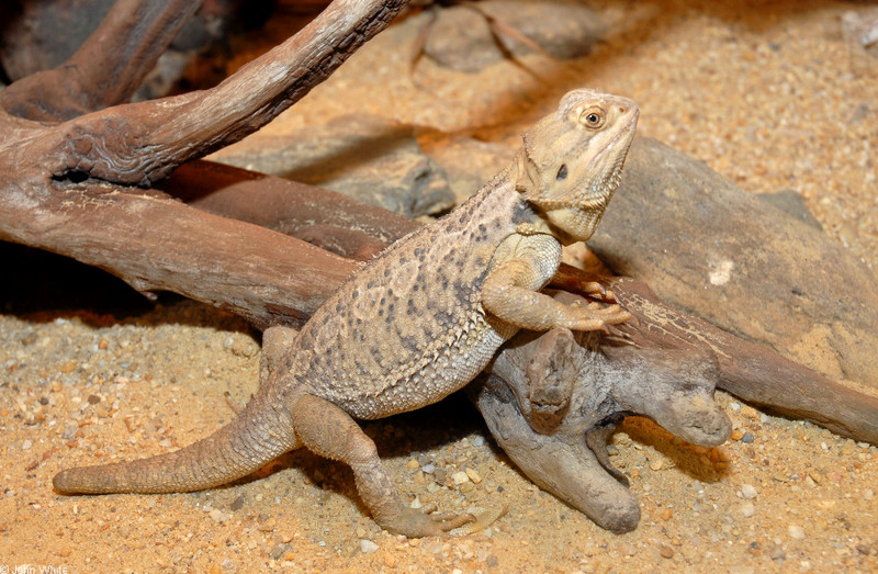 Inland Bearded Dragon (Pogona vitticeps); DISPLAY FULL IMAGE.