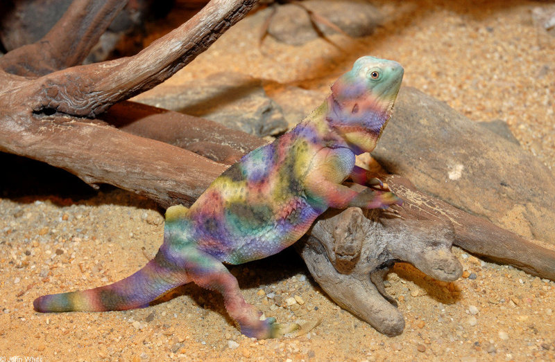 Inland Bearded Dragon (Pogona vitticeps) colorized; DISPLAY FULL IMAGE.