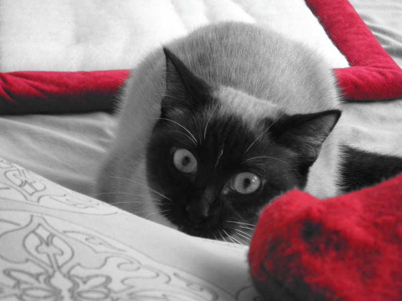 Tallulah; DISPLAY FULL IMAGE.