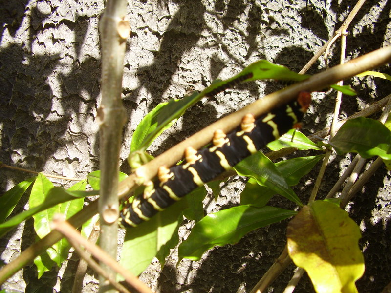 PUERTO RICAN CATERPILLAR; DISPLAY FULL IMAGE.