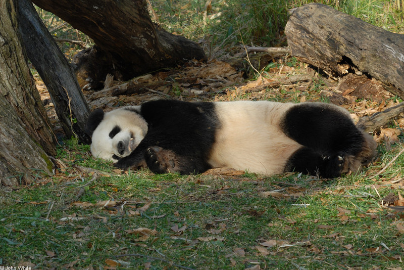 Giant Panda (Ailuropoda melanoleuca); DISPLAY FULL IMAGE.