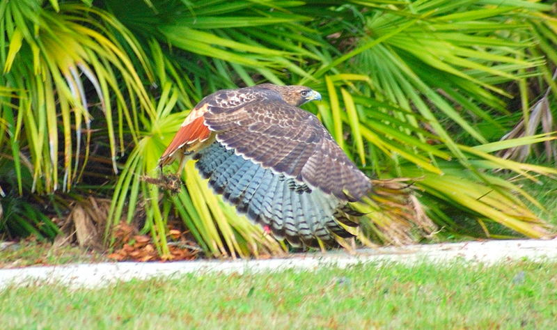 Young Eagle; DISPLAY FULL IMAGE.