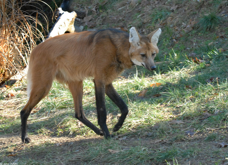 Maned Wolf (Chrysocyon brachyurus); DISPLAY FULL IMAGE.