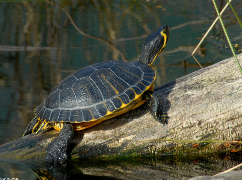 Turtles - Yellow-bellied Slider (Trachemys scripta scripta)01; DISPLAY FULL IMAGE.