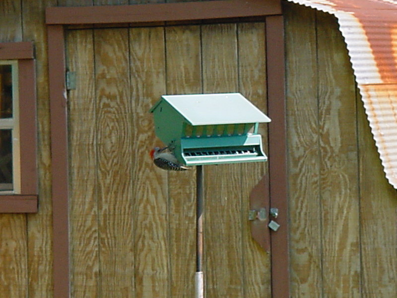 Red-Cockaded Woodpecker; DISPLAY FULL IMAGE.