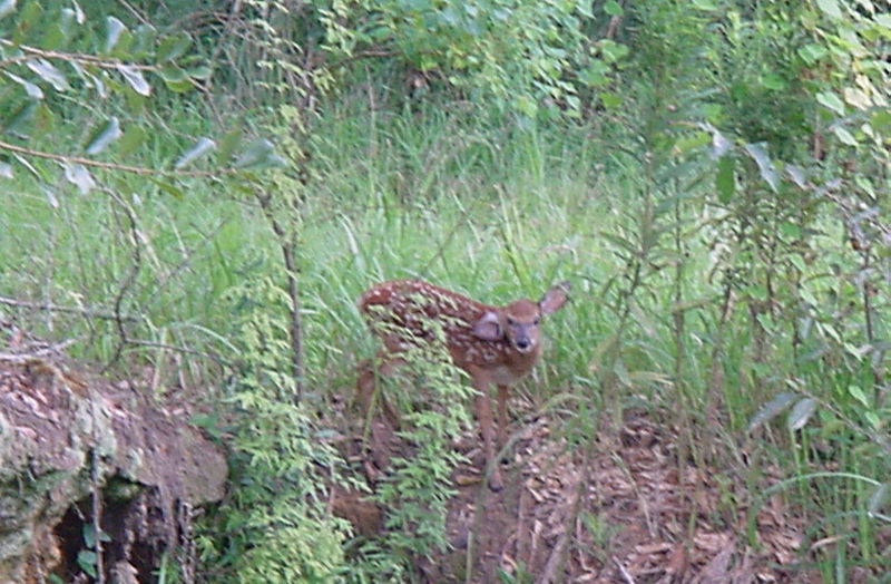 Fawn; DISPLAY FULL IMAGE.