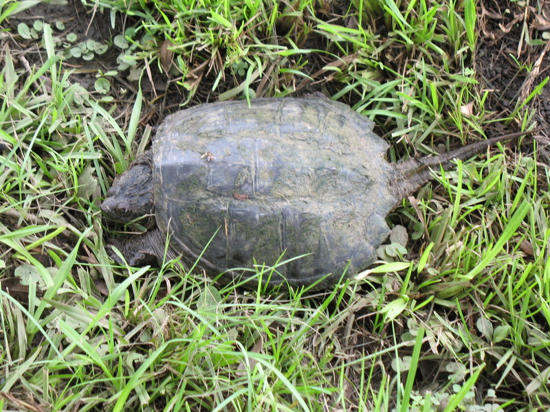 Alligator Snapping Turtle; DISPLAY FULL IMAGE.