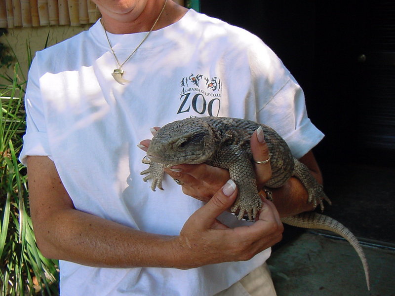 Savannah Monitor Lizard; DISPLAY FULL IMAGE.