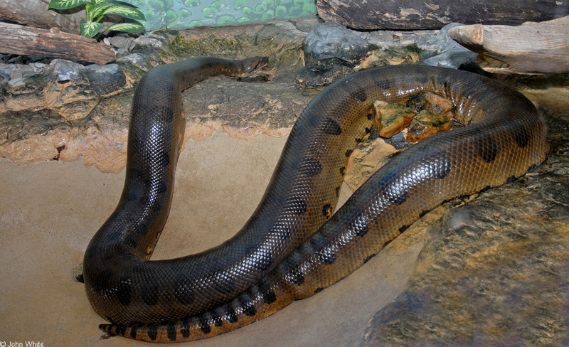 Green Anaconda (Eunectes murinus); DISPLAY FULL IMAGE.