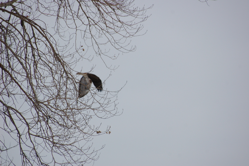 Help in identifying hawk; DISPLAY FULL IMAGE.