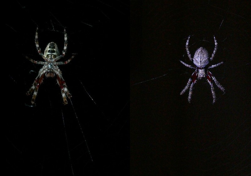 Spider (Orb Weaver); DISPLAY FULL IMAGE.