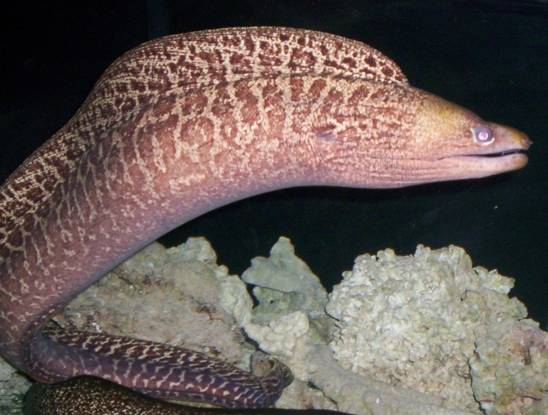 Undulated Moray; DISPLAY FULL IMAGE.