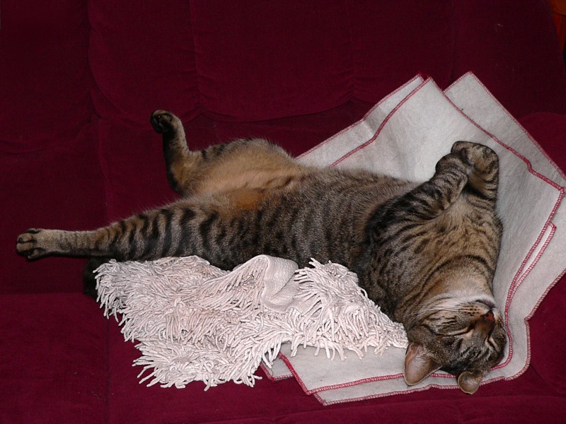boy cats 1/4; DISPLAY FULL IMAGE.