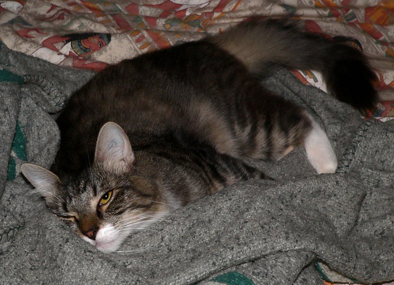 boy cats 4/4; DISPLAY FULL IMAGE.