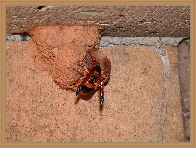 potter wasp 1/3 : Australian hornet (Abispa ephippium); DISPLAY FULL IMAGE.