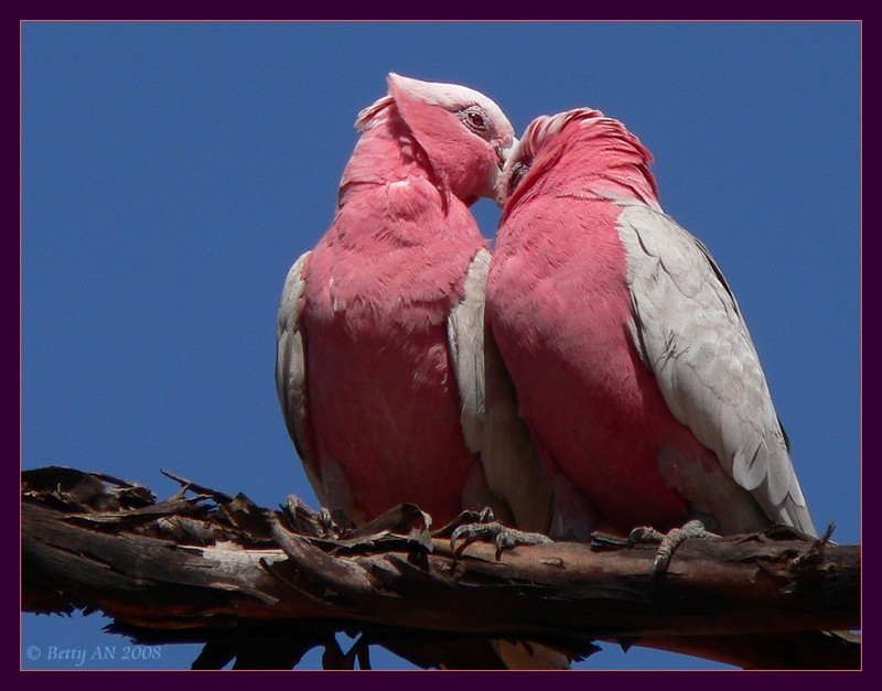 The Kiss 1/3 {!--Galah-->; DISPLAY FULL IMAGE.