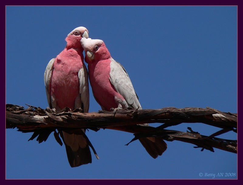 The Kiss 2/3 {!--Galah-->; DISPLAY FULL IMAGE.