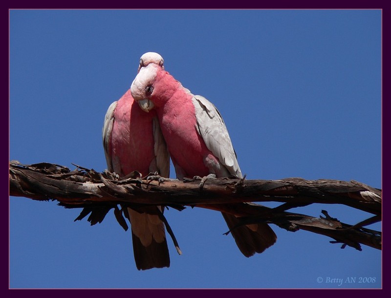The Kiss 3/3 {!--Galah-->; DISPLAY FULL IMAGE.