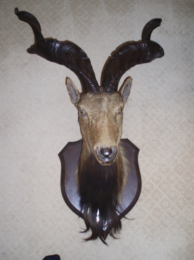 Can anyone identify this animal?; DISPLAY FULL IMAGE.
