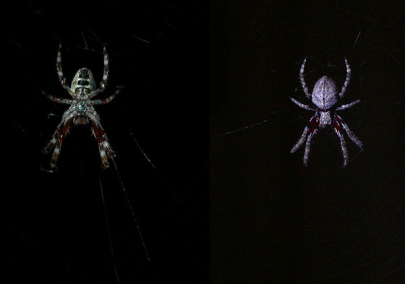 spider alert 1/2; DISPLAY FULL IMAGE.