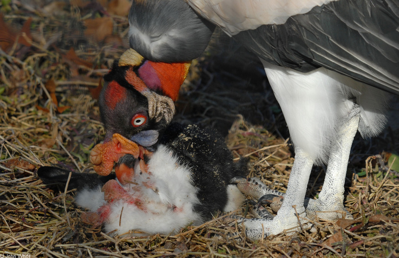 Birds - King Vulture (Sarcoramphus papa)02; DISPLAY FULL IMAGE.