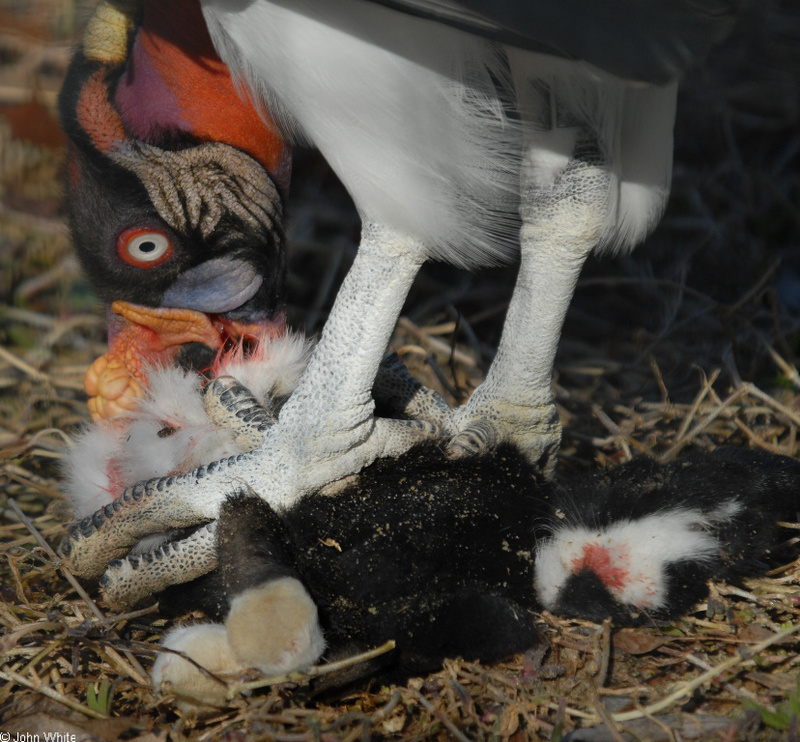 Birds - King Vulture (Sarcoramphus papa)05; DISPLAY FULL IMAGE.