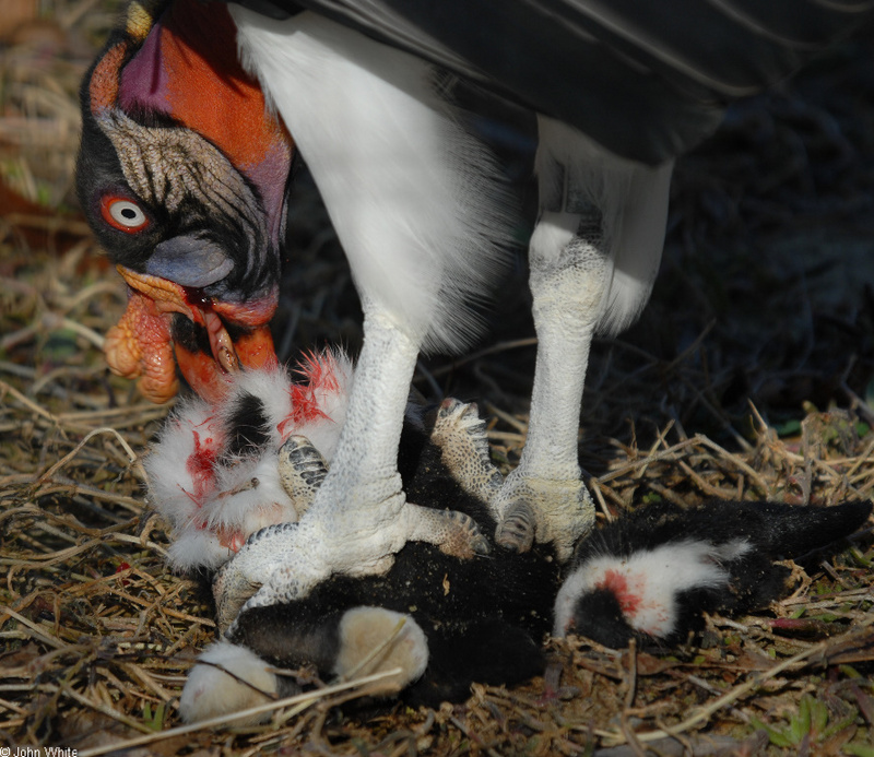 Birds - King Vulture (Sarcoramphus papa)06; DISPLAY FULL IMAGE.