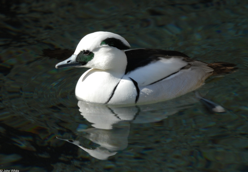 Birds - Smew (Mergellus albellus); DISPLAY FULL IMAGE.