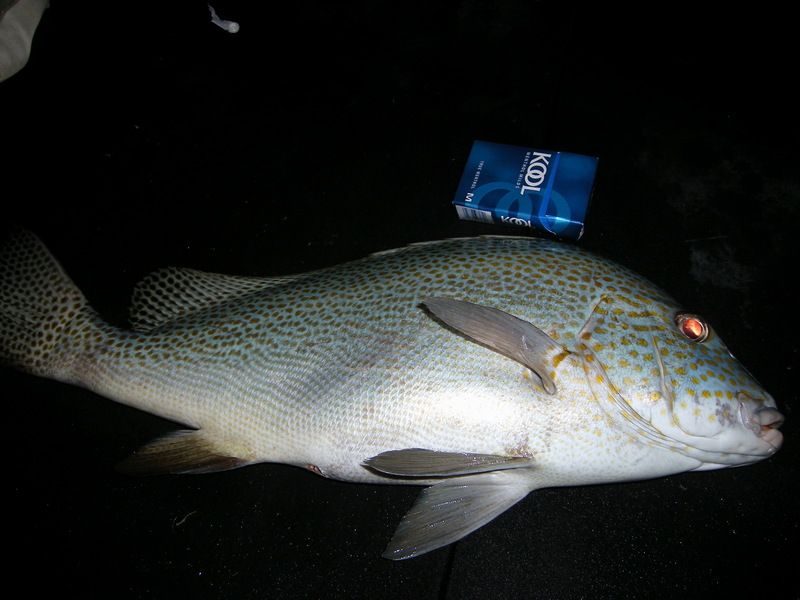 Fish; DISPLAY FULL IMAGE.