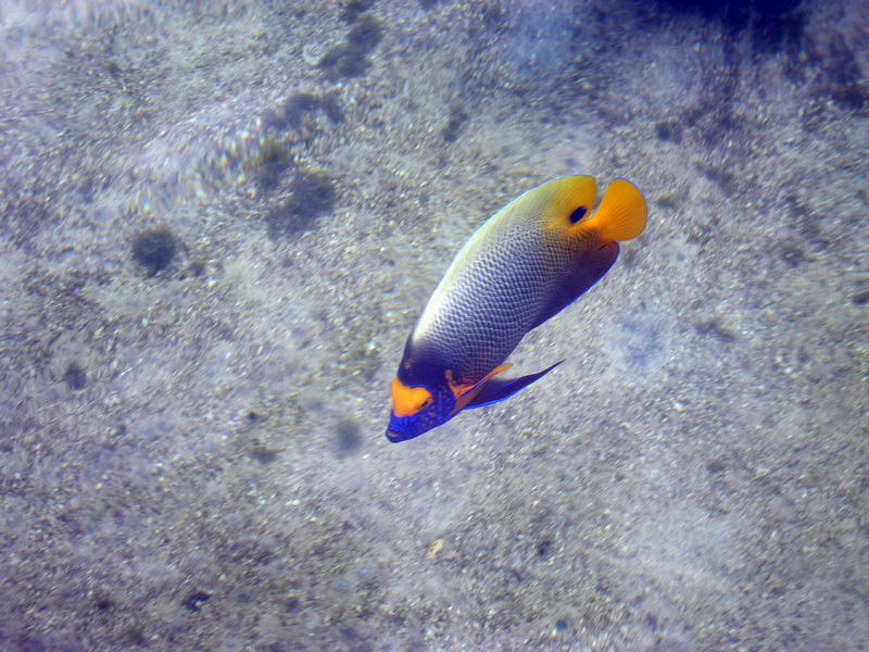 Butterflyfish; DISPLAY FULL IMAGE.