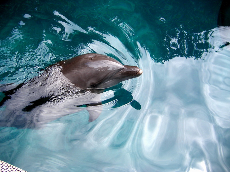 Dolphin; DISPLAY FULL IMAGE.