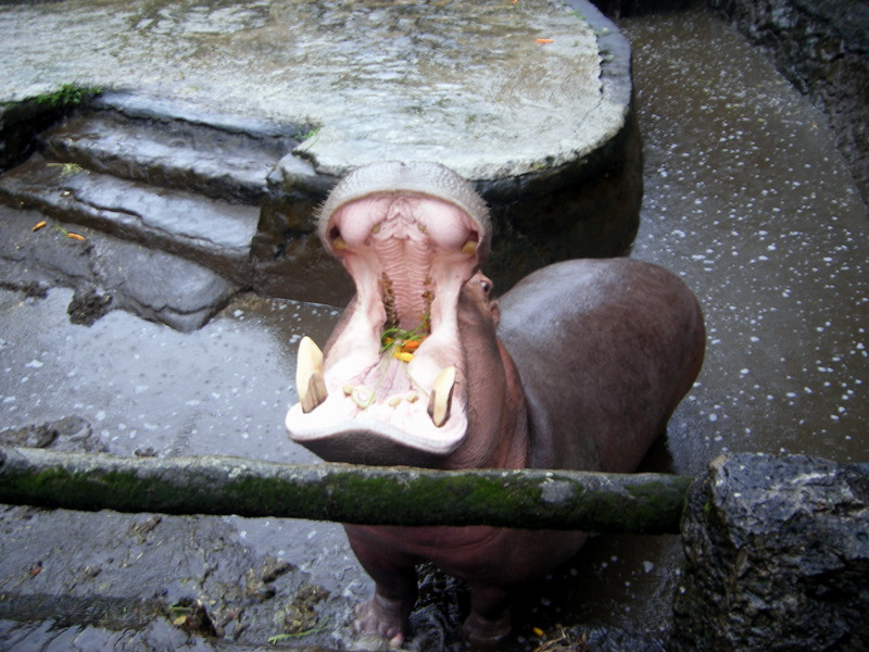 Hippo; DISPLAY FULL IMAGE.
