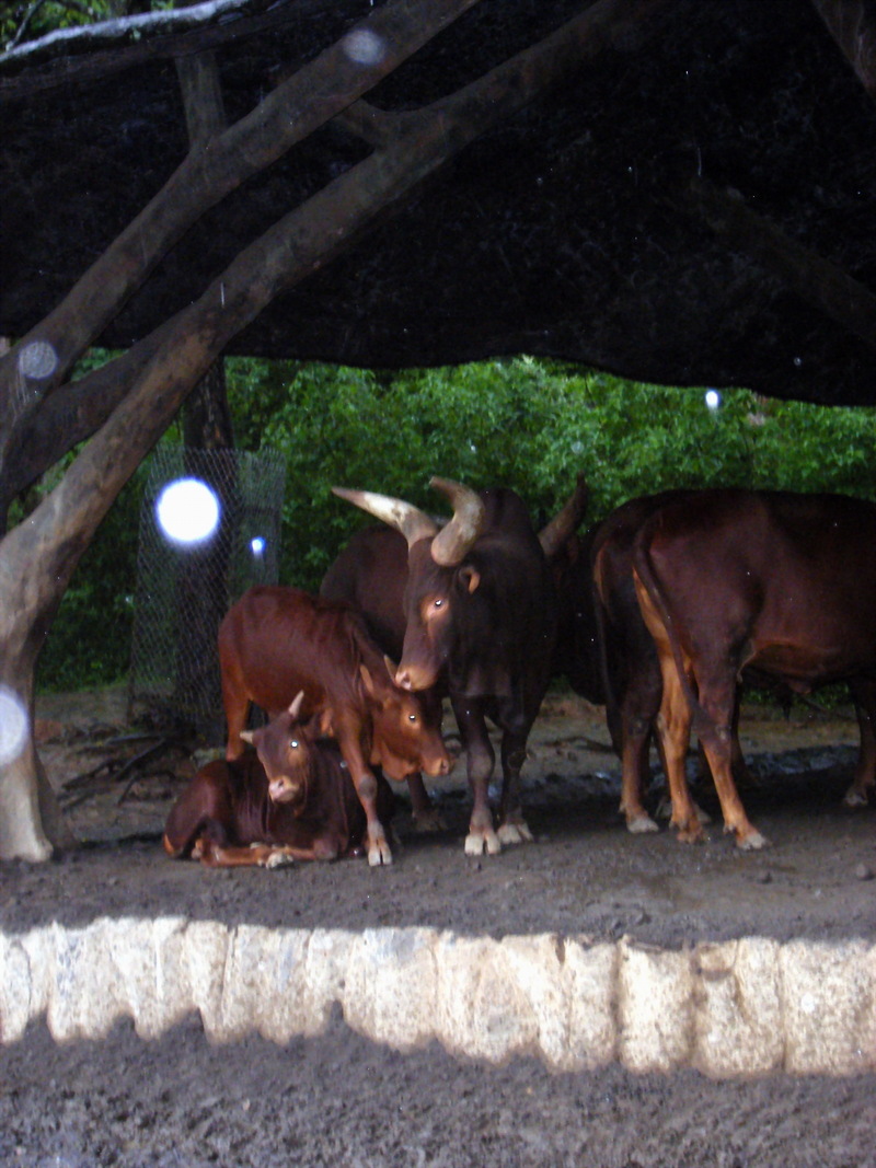 Cattle; DISPLAY FULL IMAGE.