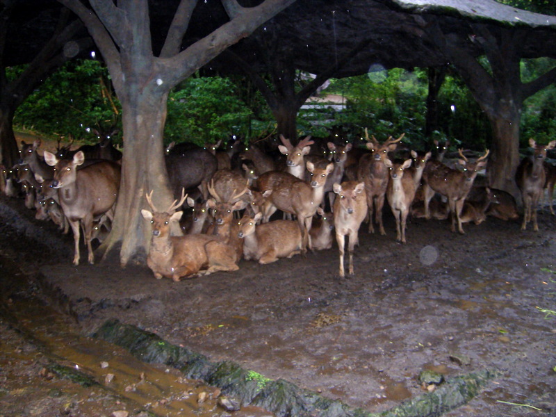 Deer; DISPLAY FULL IMAGE.