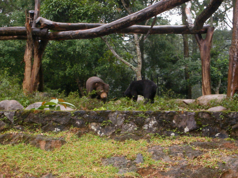 Bear; DISPLAY FULL IMAGE.