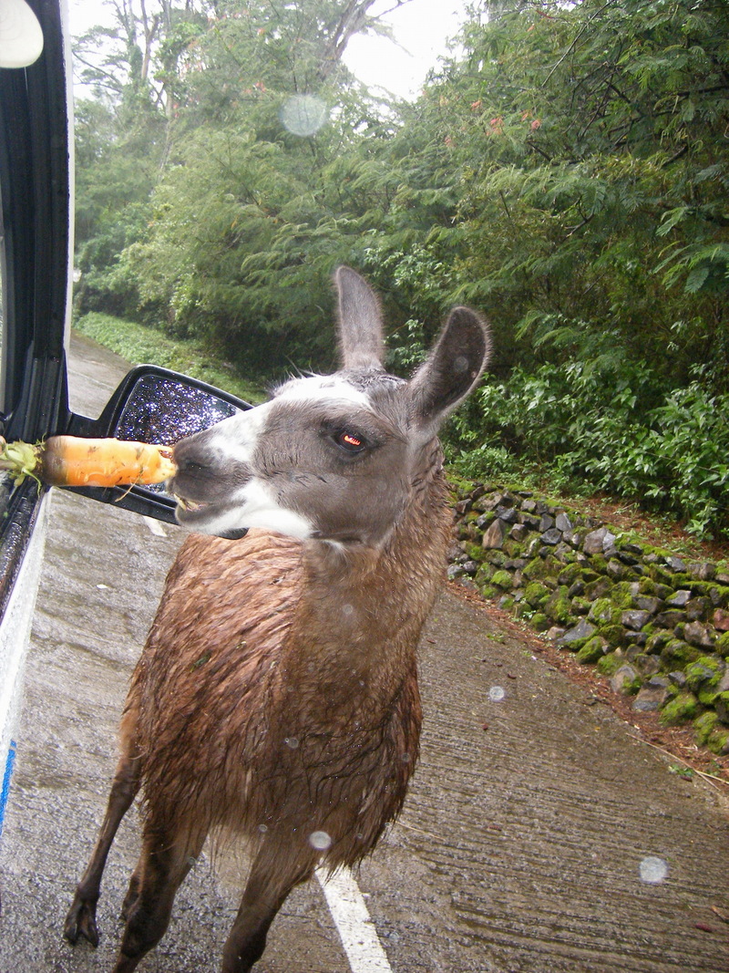 Alpaca; DISPLAY FULL IMAGE.