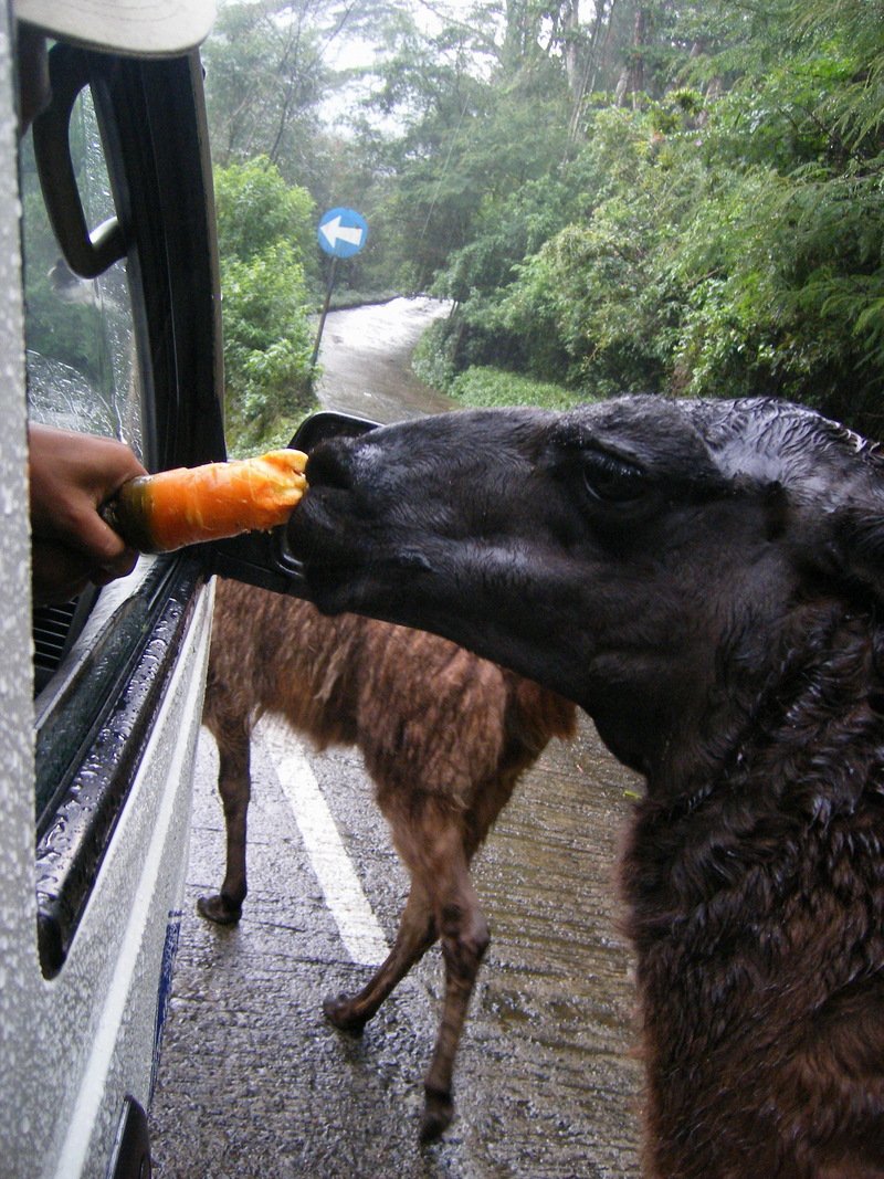 Alpaca; DISPLAY FULL IMAGE.