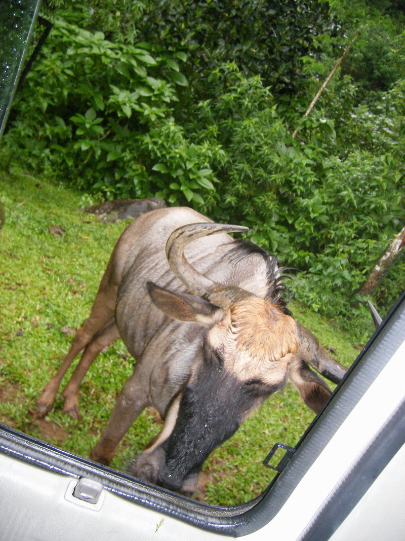Wildebeest; DISPLAY FULL IMAGE.