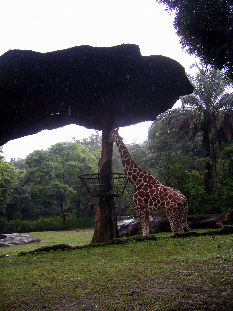 Giraffe - Giraffa camelopardalis; DISPLAY FULL IMAGE.