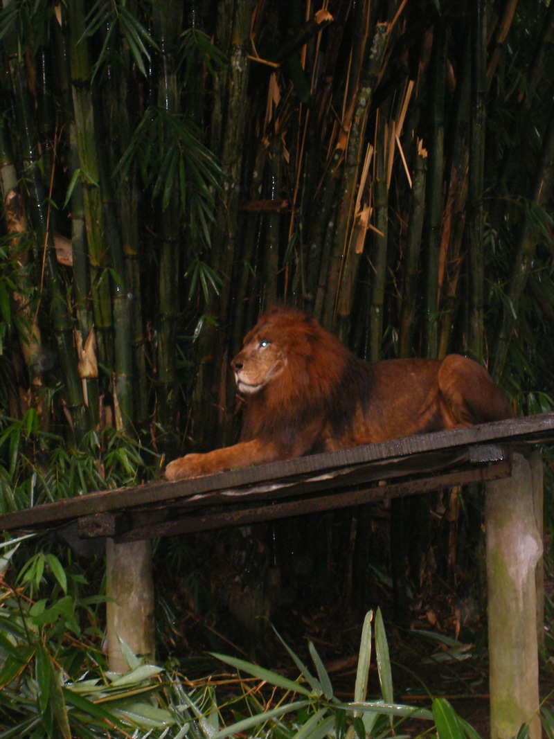 Lion; DISPLAY FULL IMAGE.