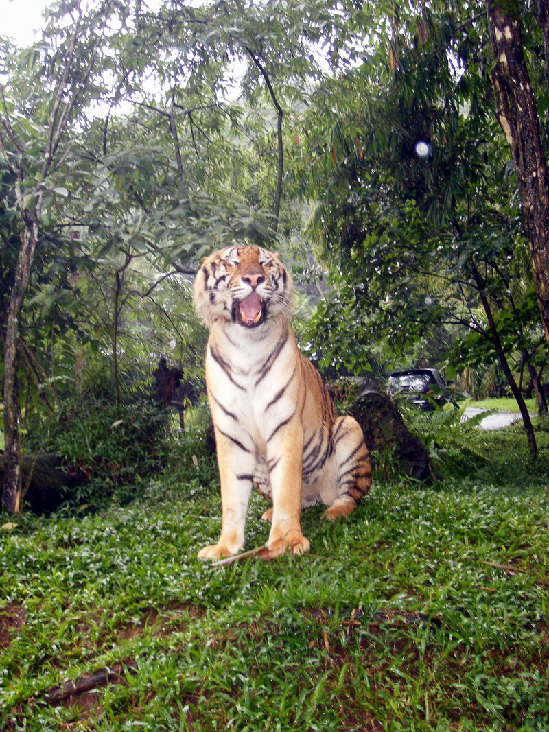 Tiger; DISPLAY FULL IMAGE.