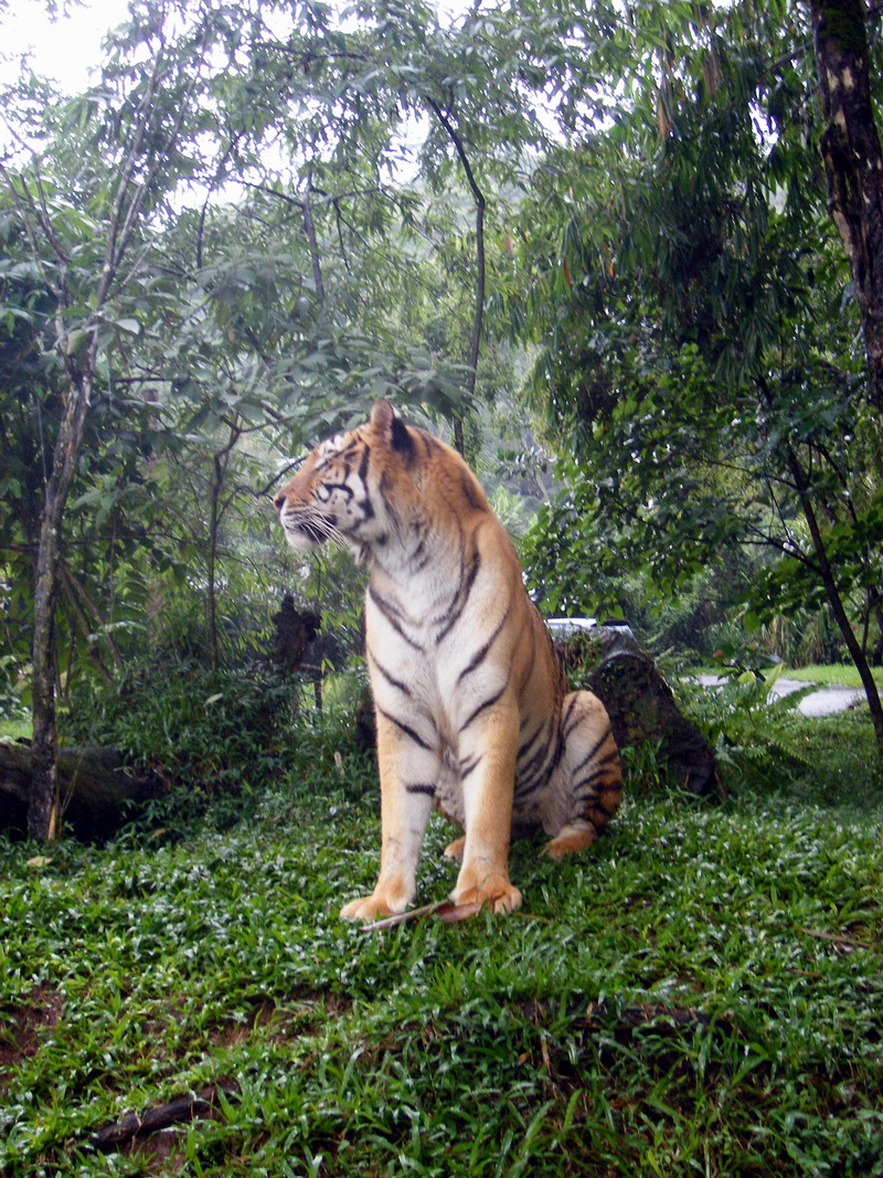 Tiger; DISPLAY FULL IMAGE.