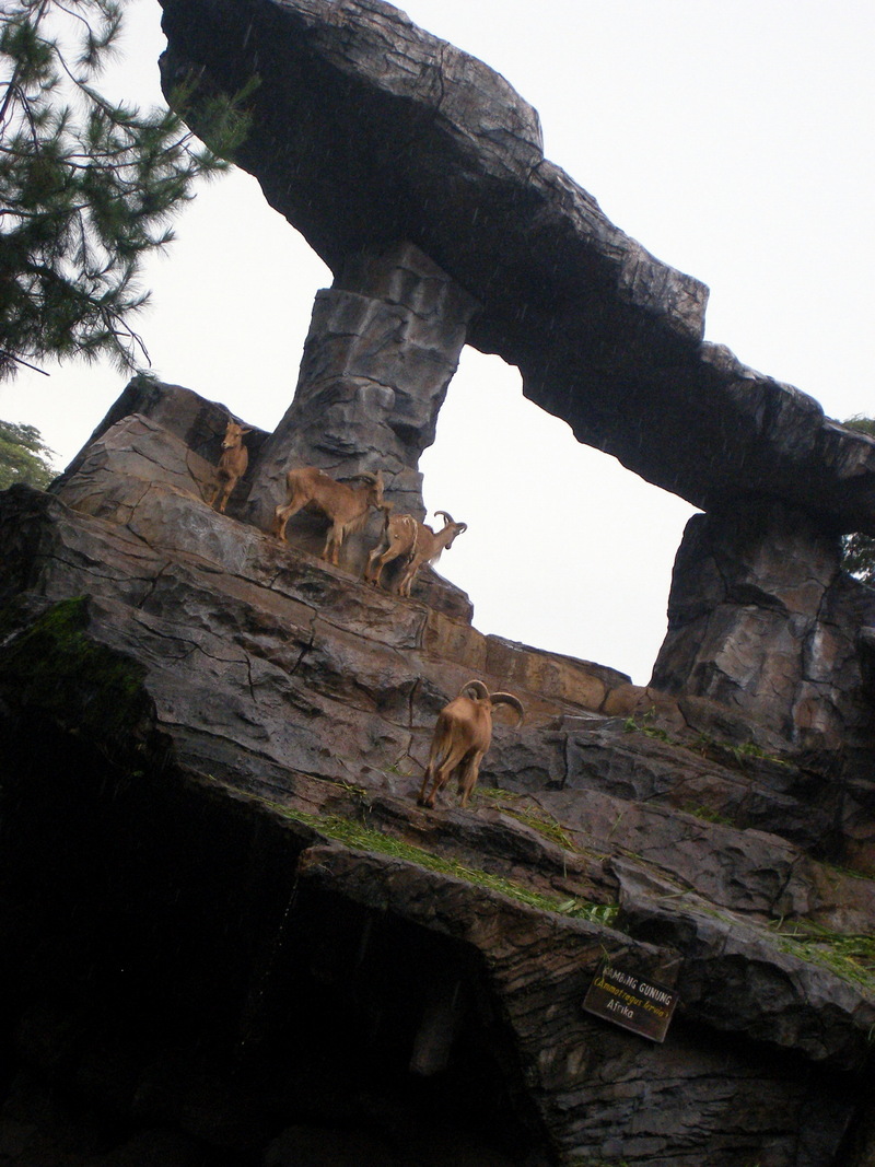 Barbary Sheep; DISPLAY FULL IMAGE.