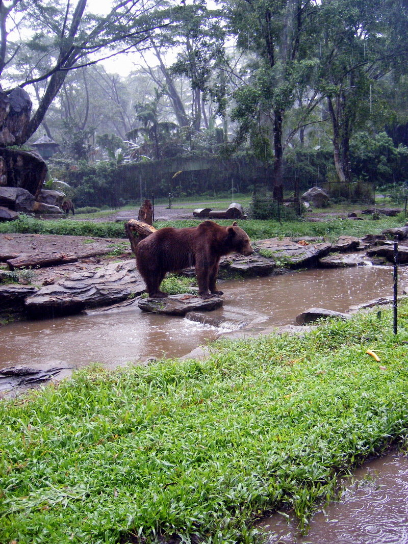 Brown Bear; DISPLAY FULL IMAGE.