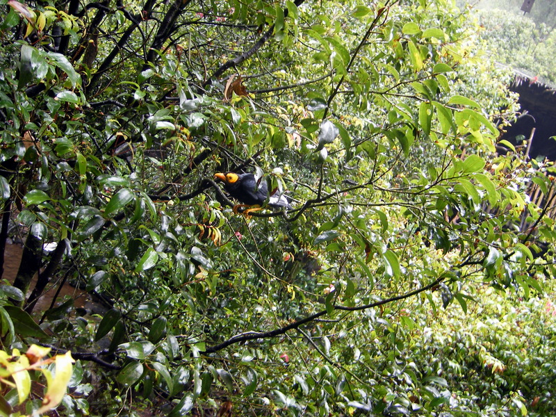 Common Myna - Acridotheres tristis; DISPLAY FULL IMAGE.