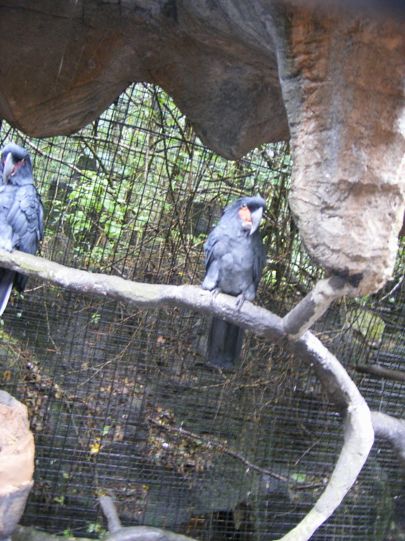 Palm Cockatoo; DISPLAY FULL IMAGE.