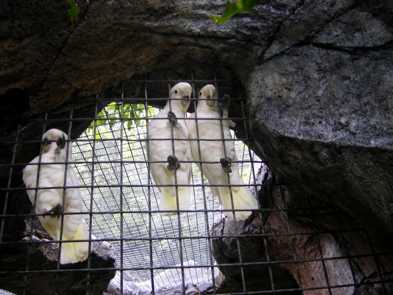 Parrots; DISPLAY FULL IMAGE.