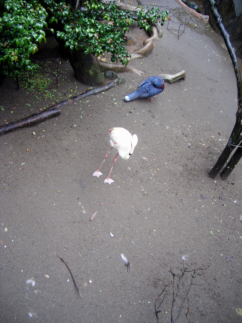 Flamingo; DISPLAY FULL IMAGE.