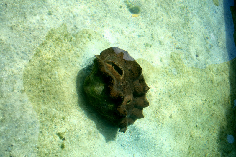 Giant Clam (Tridacna gigas); DISPLAY FULL IMAGE.